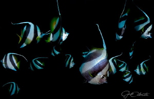 ~ Personalities ~ by Geo Cloete 